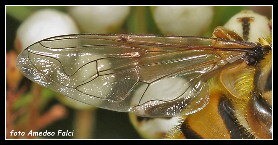 Dalla Sicilia Myathropa florea M (Syrphidae)